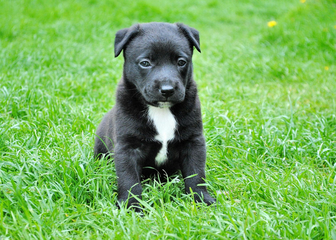 Surviving (and Loving) Your First Week With a New Dog
