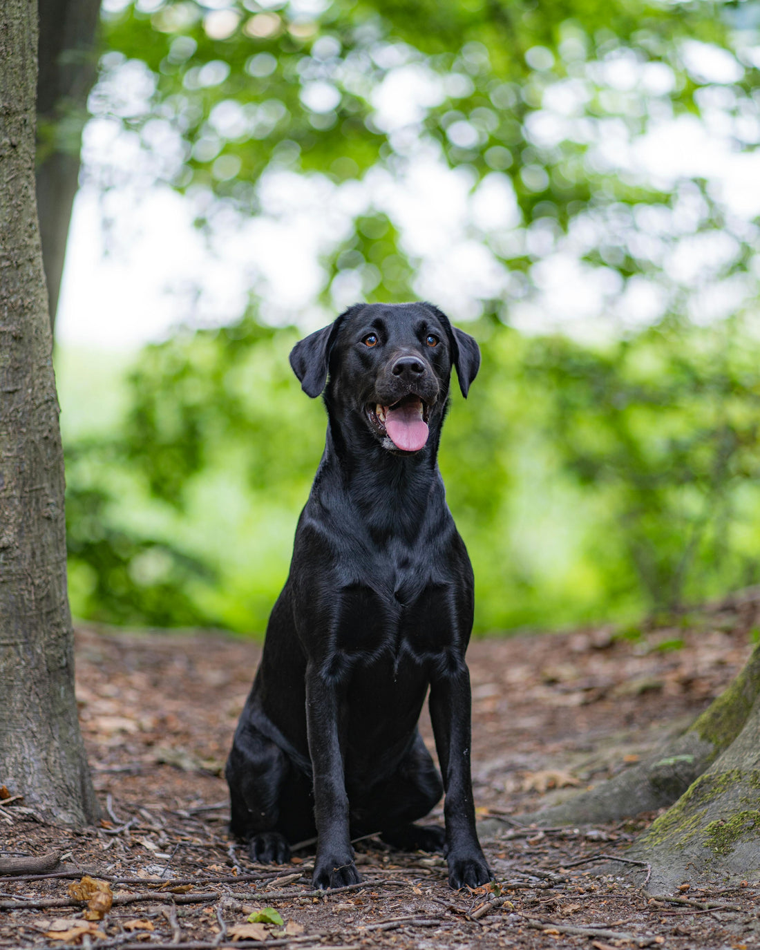 7 Weekend Adventures Your Dog Is Begging You to Try